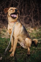 NINO, Hund, Mischlingshund in Berlin - Bild 4