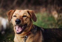 NINO, Hund, Mischlingshund in Berlin - Bild 5