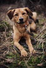 NINO, Hund, Mischlingshund in Berlin - Bild 8