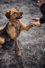 NINO, Hund, Mischlingshund in Berlin - Bild 9