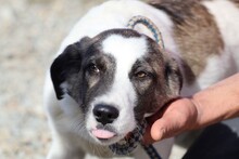 WYNOMA, Hund, Mischlingshund in Rumänien - Bild 1