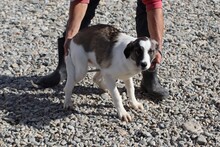 WYNOMA, Hund, Mischlingshund in Rumänien - Bild 3