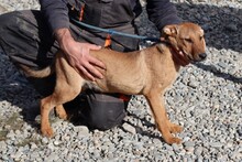 VANJA, Hund, Mischlingshund in Rumänien - Bild 1