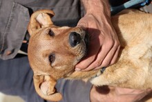 VANJA, Hund, Mischlingshund in Rumänien - Bild 2