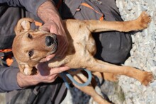 VANJA, Hund, Mischlingshund in Rumänien - Bild 3