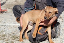 VANJA, Hund, Mischlingshund in Rumänien - Bild 4