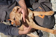 VANJA, Hund, Mischlingshund in Rumänien - Bild 5