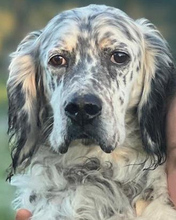 MAXWELL, Hund, English Setter in Italien - Bild 1