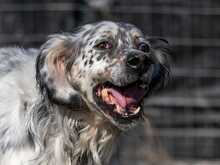 MAXWELL, Hund, English Setter in Italien - Bild 10