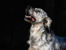 MAXWELL, Hund, English Setter in Italien - Bild 11