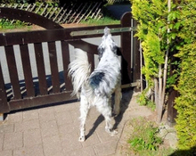MAXWELL, Hund, English Setter in Kirchlengern - Bild 12