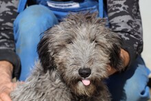 NABIKI, Hund, Bearded Collie-Mix in Rumänien - Bild 1