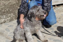 NABIKI, Hund, Bearded Collie-Mix in Rumänien - Bild 5