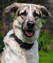 POLLUX, Hund, Mischlingshund in Waal - Bild 1