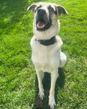 POLLUX, Hund, Mischlingshund in Waal - Bild 13