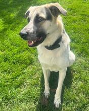 POLLUX, Hund, Mischlingshund in Waal - Bild 14