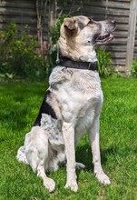 POLLUX, Hund, Mischlingshund in Waal - Bild 2