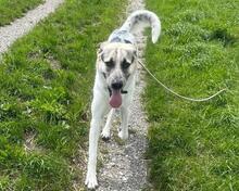 POLLUX, Hund, Mischlingshund in Waal - Bild 5