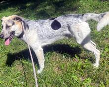 POLLUX, Hund, Mischlingshund in Waal - Bild 7