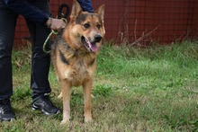 SABAZIO, Hund, Mischlingshund in Italien - Bild 2