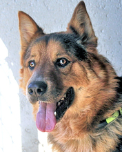 SABAZIO, Hund, Mischlingshund in Italien - Bild 5