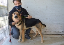 SABAZIO, Hund, Mischlingshund in Italien - Bild 7