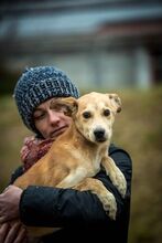 DOMINIC, Hund, Mischlingshund in Ungarn - Bild 1