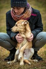 DOMINIC, Hund, Mischlingshund in Ungarn - Bild 4