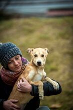 DOMINIC, Hund, Mischlingshund in Ungarn - Bild 6