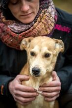 DOMINIC, Hund, Mischlingshund in Ungarn - Bild 7