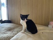 FEE, Katze, Hauskatze in Rumänien - Bild 14