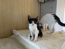 FEE, Katze, Hauskatze in Rumänien - Bild 15