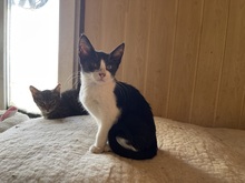 FEE, Katze, Hauskatze in Rumänien - Bild 16