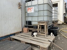 FEE, Katze, Hauskatze in Rumänien - Bild 18