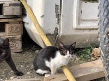 FEE, Katze, Hauskatze in Rumänien - Bild 19