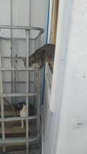 FEE, Katze, Hauskatze in Rumänien - Bild 5