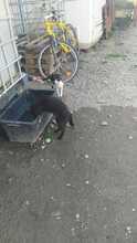 FEE, Katze, Hauskatze in Rumänien - Bild 6