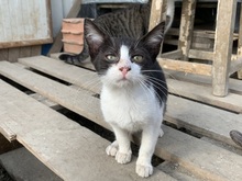 FEE, Katze, Hauskatze in Rumänien - Bild 8