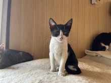 FEE, Katze, Hauskatze in Rumänien - Bild 9