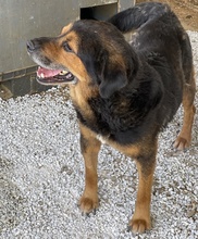 DODGER, Hund, Mischlingshund in Griechenland - Bild 3