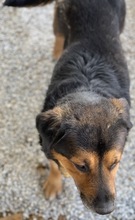 DODGER, Hund, Mischlingshund in Griechenland - Bild 4