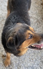 DODGER, Hund, Mischlingshund in Griechenland - Bild 5