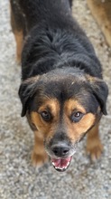 DODGER, Hund, Mischlingshund in Griechenland - Bild 6
