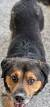 DODGER, Hund, Mischlingshund in Griechenland - Bild 7
