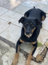 ARGOS, Hund, Mischlingshund in Griechenland - Bild 12