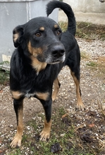 ARGOS, Hund, Mischlingshund in Griechenland - Bild 3