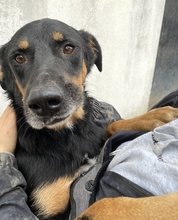 ARGOS, Hund, Mischlingshund in Griechenland - Bild 5