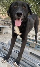 CUPID, Hund, Mischlingshund in Griechenland - Bild 11