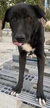 CUPID, Hund, Mischlingshund in Griechenland - Bild 13
