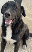 CUPID, Hund, Mischlingshund in Griechenland - Bild 4